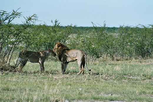 Foto 067 Namibia und Botswana 2003