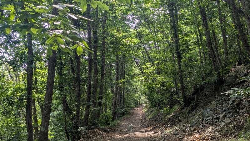 MTB Ligurien 2026 - Trailweg im Wald