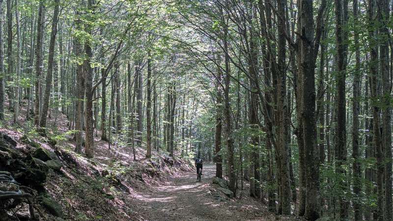 MTB Ligurien 2026 - Weg im Schatten der Laubwälder