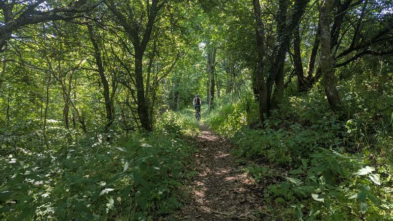 MTB Ligurien 2026 - Trail im Wald