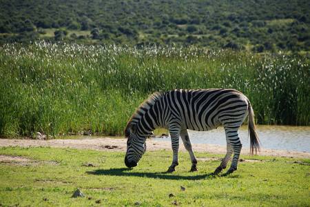 Südafrikareise 2014, Foto 08, Zebra im Addo Nationalpark