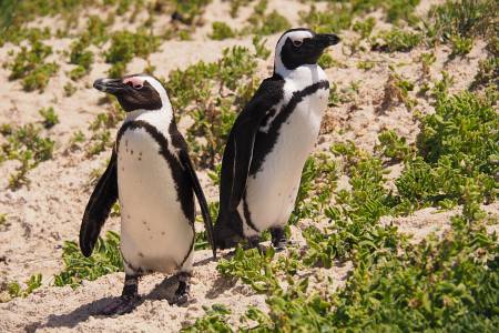 Südafrikareise 2014, Foto 33, Zwei Pinguinie