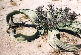Welwitschia-Pflanze