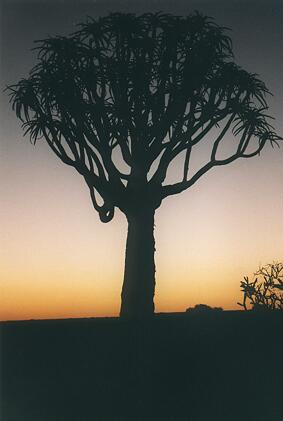 Foto Namibia, Köcherbaum