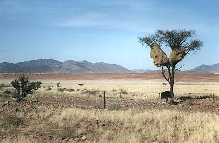 Foto Namibia, Vogelnest und Strauß