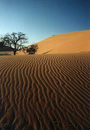 Foto Namibia, Tierspuren im Sand