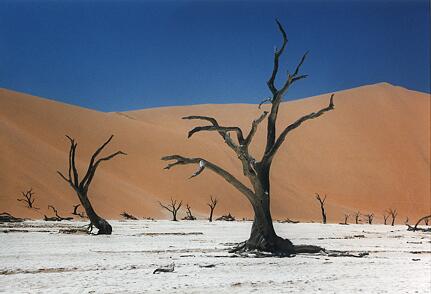 Foto Namibia, Deadvlei