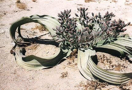 Foto Namibia, Welwitschia Pflanze