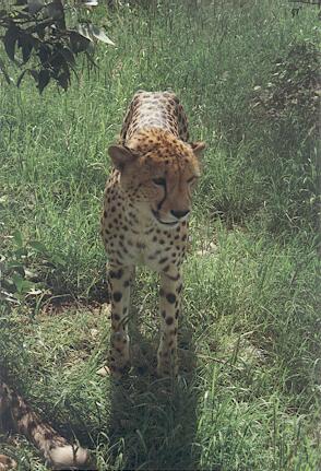 Foto Namibia, Gepard