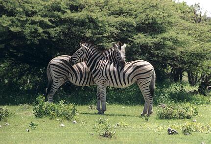 Foto Namibia, Zebras