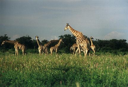 Foto Namibia, Giraffen
