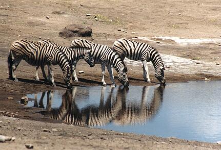 Foto Namibia, Zebras