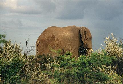 Foto Namibia, Elefant
