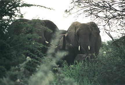 Foto Namibia, Elefanten