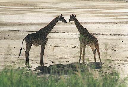Foto Namibia, Zwei Giraffen in der Etosha Pfanne