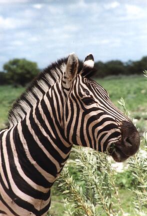 Foto Namibia, Zebra
