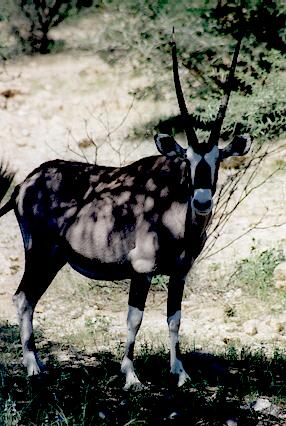Foto Namibia, Oryx