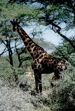 Foto Namibia, Giraffe