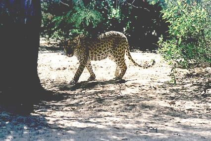 Foto Namibia, Leopard