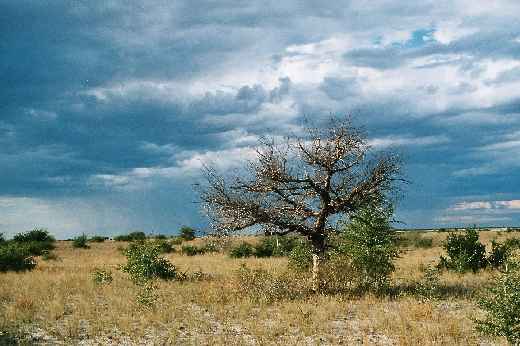 Foto 024 Namibia und Botswana 2003
