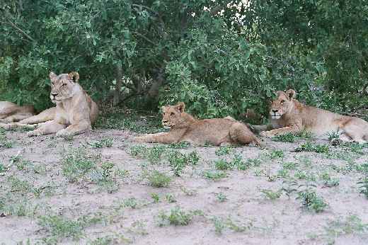 Foto 033 Namibia und Botswana 2003