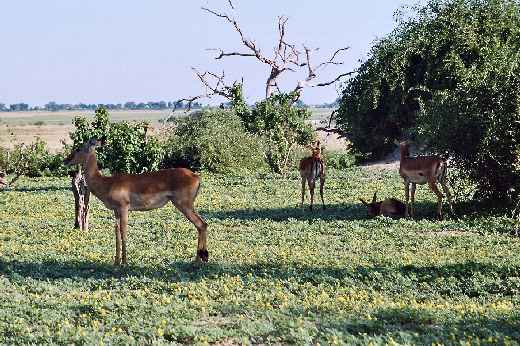 Foto 052 Namibia und Botswana 2003
