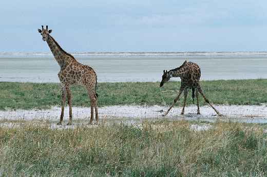 Foto 060 Namibia und Botswana 2003