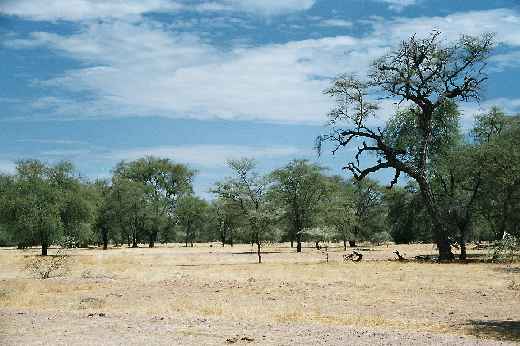 Foto 096 Namibia und Botswana 2003