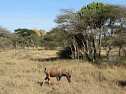 Foto 217, Safari Tansania