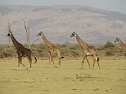 Giraffen im Lake Manyara Nationalpark